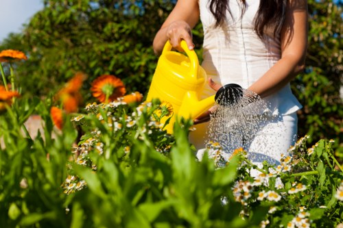 Residential soft landscaping design for a Belmont backyard